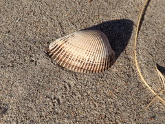 Anadara secticostata