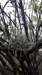 Tillandsia paleacea