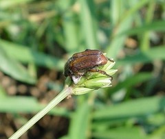 Strigoderma arbicola