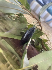 Cyrioides australis
