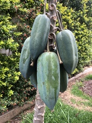 Vasconcellea × pentagona