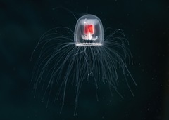 Turritopsis rubra