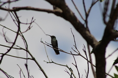 Elliotomyia chionogaster