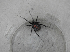 Latrodectus mirabilis