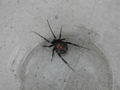 Latrodectus mirabilis