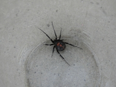 Latrodectus mirabilis
