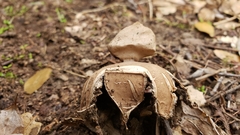 Geastrum fornicatum
