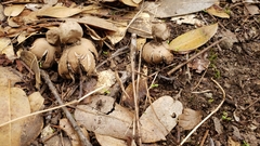 Geastrum fornicatum
