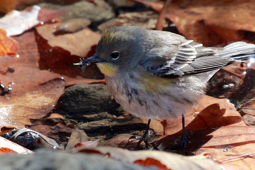 iNaturalist observation photo of Audubon's Warbler