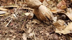 Geastrum fornicatum