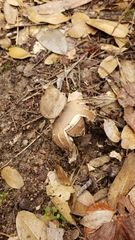 Geastrum fornicatum