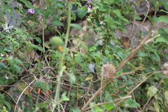 Elliotomyia chionogaster