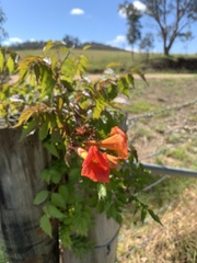 Campsis grandiflora