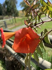 Campsis grandiflora