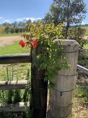 Campsis grandiflora