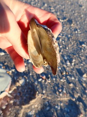 Pteria colymbus