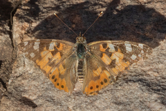 Vanessa cardui