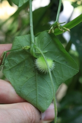 Cyclanthera carthagenensis image