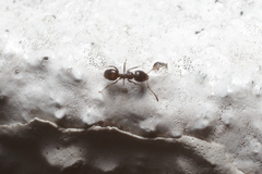 Ochetellus glaber