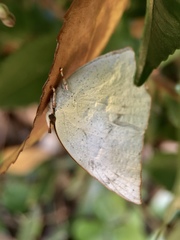 Curetis acuta paracuta