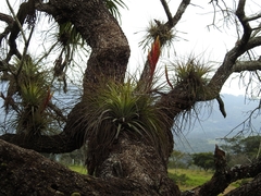 Tillandsia fasciculata