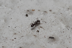 Ochetellus glaber