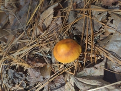 Cortinarius lewisii