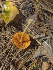 Cortinarius lewisii