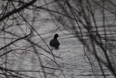 Fulica americana