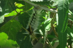 Halysidota ruscheweyhi