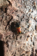 Paromia dorcoides
