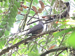 Patagioenas goodsoni