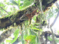 Xiphorhynchus lachrymosus