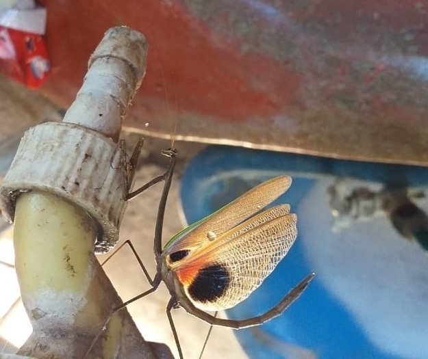 Giant Mexican Mantis