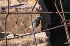 Phoenicurus ochruros