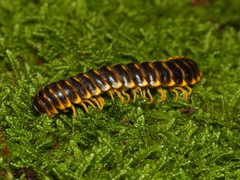 Rudiloria