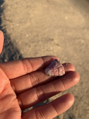 Megabalanus tintinnabulum