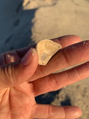 Megabalanus tintinnabulum