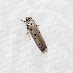 Ethmia heptasema