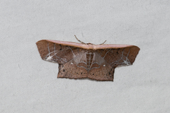 Tessarotis rubrata