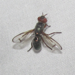 Senopterina caerulescens
