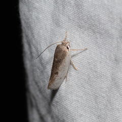 Xylorycta haplochroa