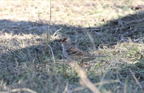 White-crowned Sparrow photographed in Mississippi
