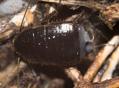Loboptera