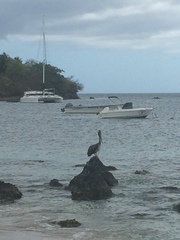 Pelecanus occidentalis