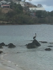 Pelecanus occidentalis
