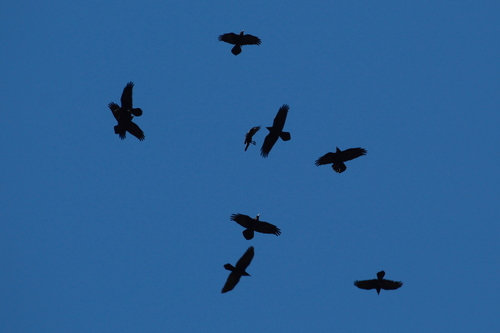 iNaturalist observation photo of Common Raven