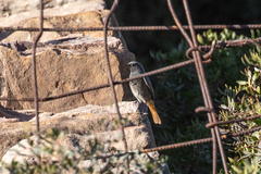 Phoenicurus ochruros