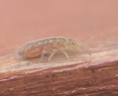 Isotomurus palustris