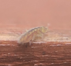 Isotomurus palustris